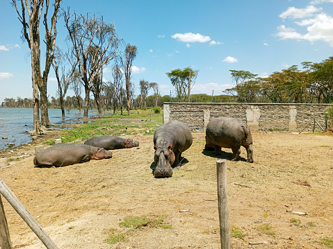 Hippos feeding by the lakeshore