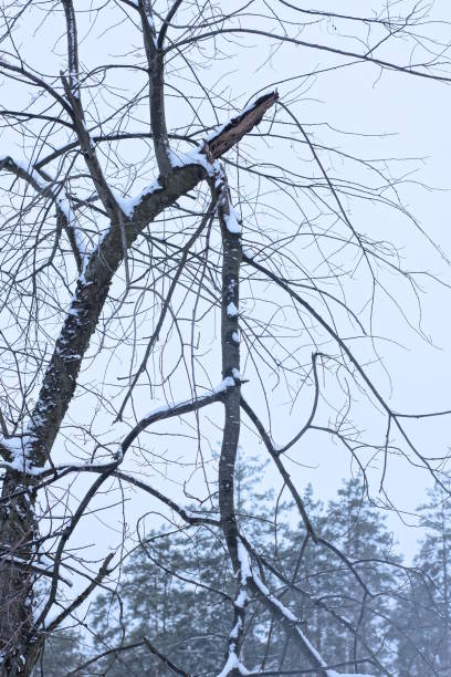 istock part of one old dry gray tree with a broken branch 1891902424