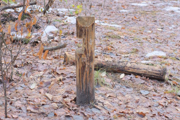 one gray brown wooden signal pole standing on the ground outside in nature