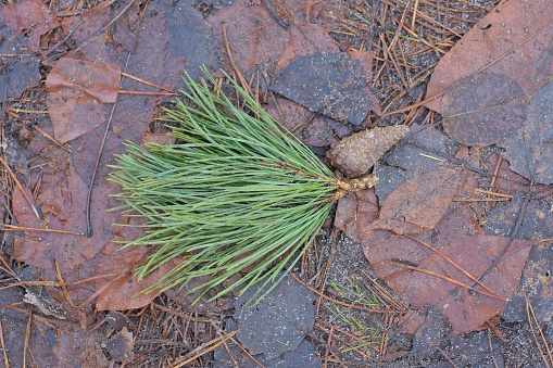 one small green coniferous branch of a pine tree lies on the brown ground outside in nature