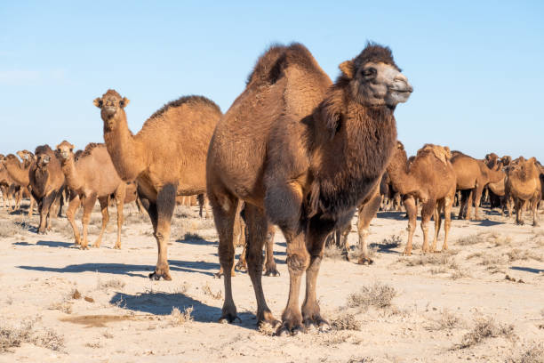 istock group of camels in nature 1891917679