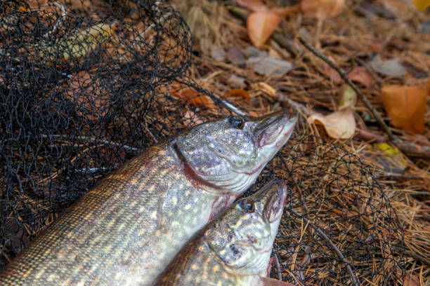 Fishing concept, trophy catch - two big freshwater pikes fish know as Esox Lucius just taken from the water on keep net. Freshwater Northern pikes fish know as Esox Lucius and fishing equipment on yellow leaves.