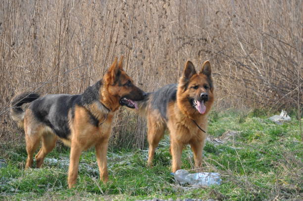 From the noble German shepherd to the proud wolfhound, these captivating images capture authentic expressions and playful moments, bringing to the fore the unique traits of each four-legged friend.