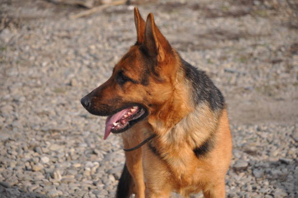 istock From the noble German shepherd to the proud wolfhound 1891946719