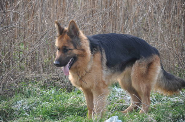 istock From the noble German shepherd to the proud wolfhound 1891949896