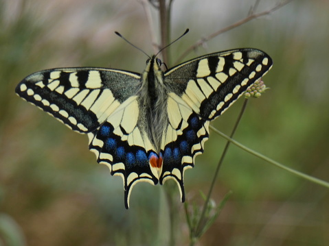 Photo of a magnificent swallowtail butterfly in the provencal nature. This photograph was taken at Fontvieille in the Alpilles in Provence.