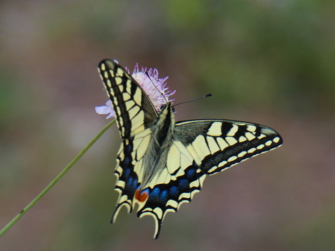 Photo of a magnificent swallowtail butterfly which forages a purple flower in the provencal nature. This photograph was taken at Fontvieille in the Alpilles in Provence.