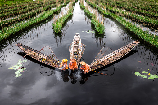 The Inle Lake,Shan State,Myanmar- August 12 2023 : Locals grow tomatoes and vegetables in large gardens that float on the surface of the lake in addition to fishing.The floating gardens beds are formed by manual labor.the farmers gather up lake-bottom weeds from deepest parts of the lake and bring them back in boats and make them into floating gardens areas,achored by bamboo poles.these gardens rise and fall with changes in the water level,and so are resistant to flooding.