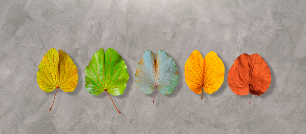 Various different colorful collection of fresh and old Bauhinia aureifolia leaves on concrete background in panoramic view
