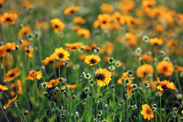 istock Blooming chrysanthemums in the park 1891978299