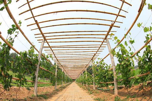 Grape Corridor in the Park, Luannan County, Hebei Province, China