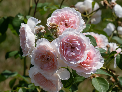 Close-up shot of beautiful variety of English Rose 'Wisley 2008' with delicate and charming pure pink, fully double flowers. The blooms are shallowly cupped, arranged in perfect rosette formation