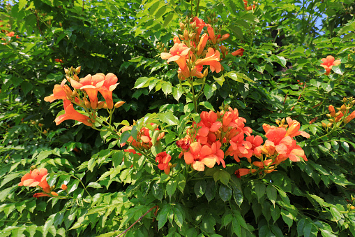 Chinese trumpet creeper blossoms in parks, North China