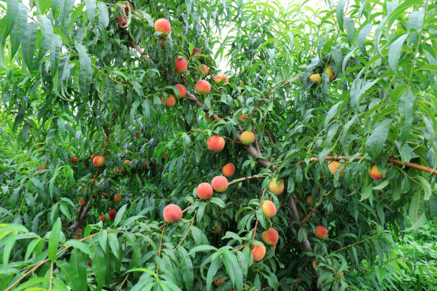 istock Fresh peaches grow on peach trees 1891983658
