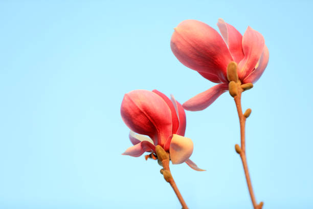 Beautiful magnolia flower, North China
