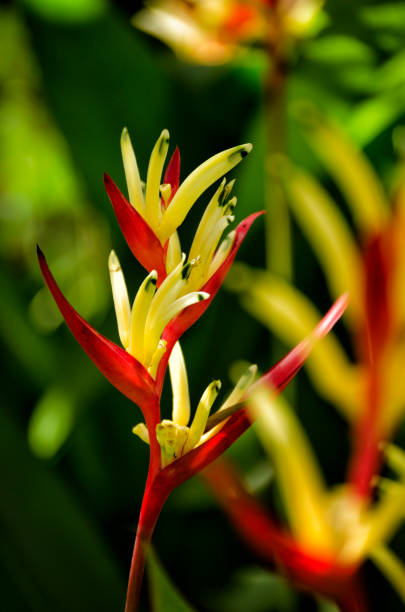 This photograph was taken on November 14, 2023 on the way to Can Tho, in the Mekong Delta in Vietnam. It is the Bird of Paradise. The bird of paradise (Strelitzia Reginae) is characterized by its orange flowers. They open in a fan shape and usually take a shape similar to that of an exotic or tropical bird. At the tip of the purple leaf is the pollen and, inside, the pistil.