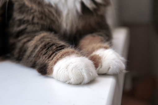 Cute tabby cat on the edge of a chair in kitchen. Apartment is very lived in and cosy. Horizontal full length indoors shot with copy space.