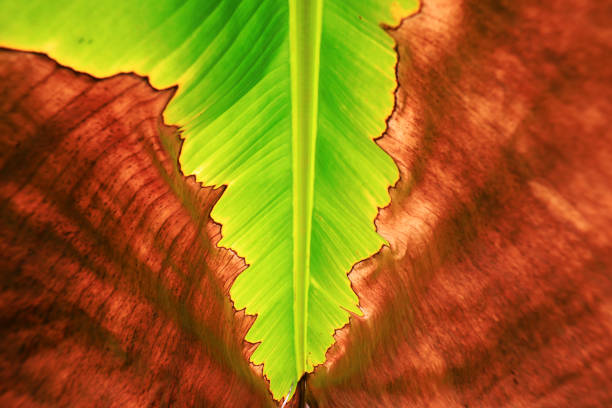 A single variegated orchid cactus (Disocactus ackermannii) leaf is isolated against a brownish backdrop. A succulent plant. There is ample copy space. The leaf is zig zag shape.