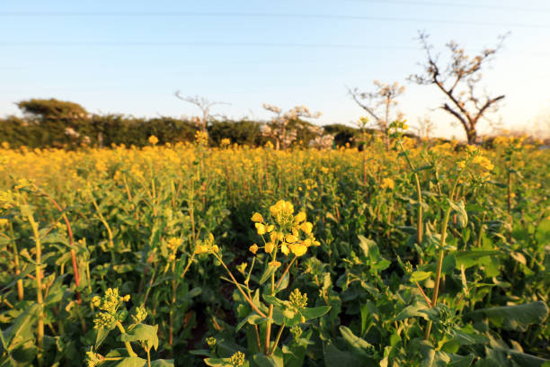 istock Blooming rape flowers in the park, North China 1892024054