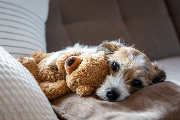 istock A dog with a teddy bear in his arms 1892045960