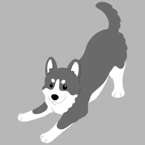Vector illustration of Simple and adorable illustration of Siberian Husky being playful flat colored