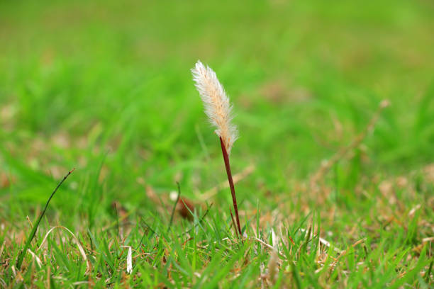 Imperata in the natural environment, North China