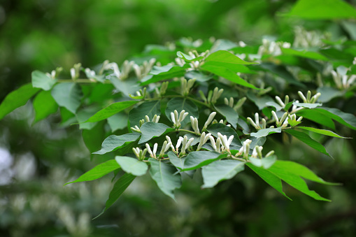 Medicinal plant honeysuckle in the park, North China