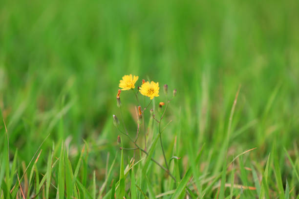 istock Medicinal plant cauliflower in the park, North China 1892064062