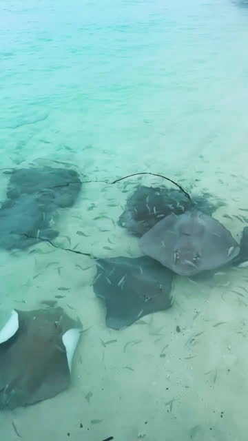 close up underwater shot of school of stingrays swimming in the crystal clear shallow water at maldives island