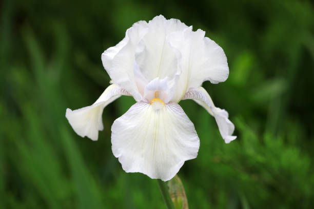 istock Iris flowers in botanical garden, North China 1892066644