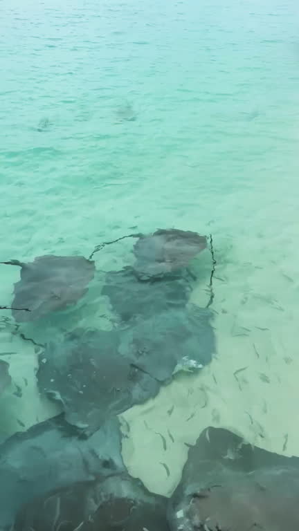 close up underwater shot of school of stingrays swimming in the crystal clear shallow water at maldives island