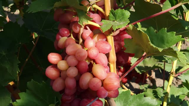 Stem of grape vine with pink grape clusters on vineyard