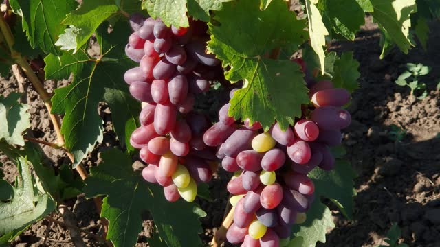 Stems of grape vine with pink grape clusters on vineyard