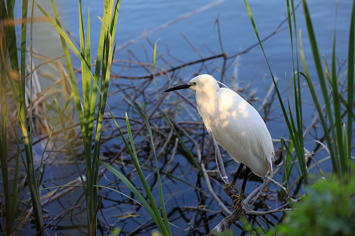 Little egret (Egretta garzetta)