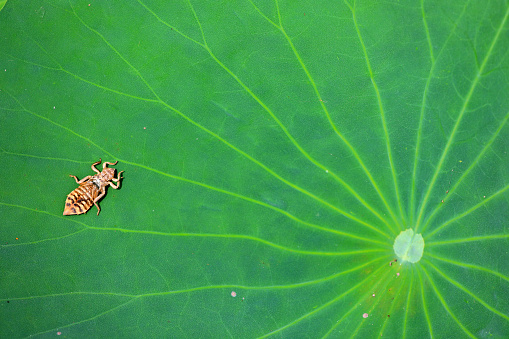 Dragonfly pupa on lotus leaf