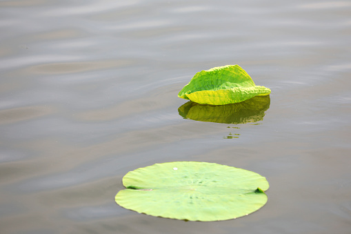 Lotus leaves float in the pond