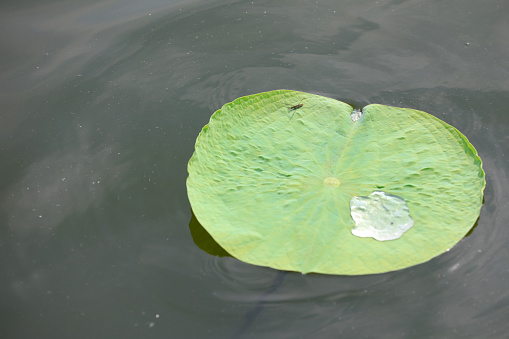 Lotus leaves float in the pond