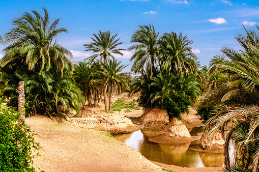 A desert oasis near the historical city of the Timimoun in the Adrar province in the Algeria