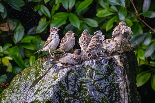 Many house sparrows on a water feature bathing and grooming their feathers
