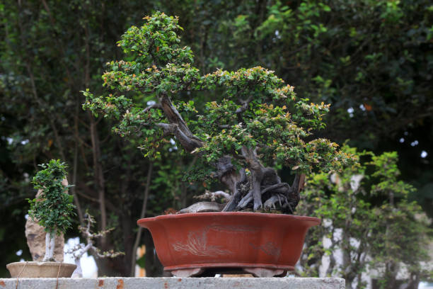 istock Exquisite bonsai works in a horticultural company 1892098961