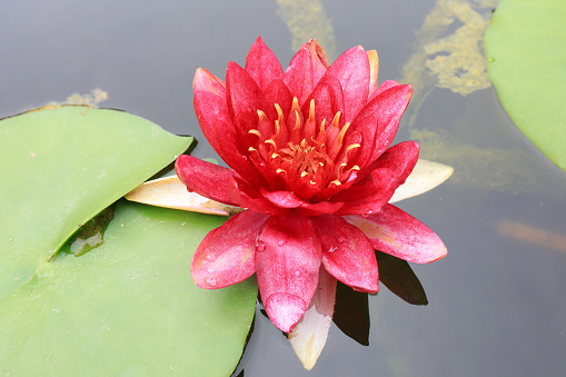 The blooming lotus is on the water
