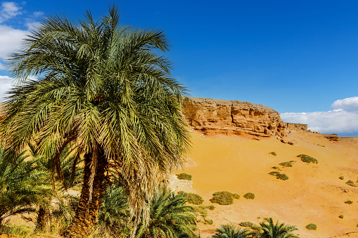 Date palm trees and sand dunes in the Sahara desert