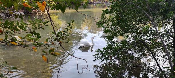 istock A swan gliding on the water 1892105301