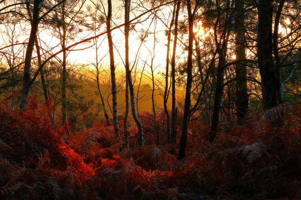 istock Sunrise colour in the woods 1892106226