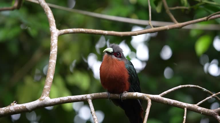 a chestnut-breasted malkoha bird is looking and right while perched on a branch