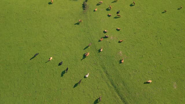 Animal Farming With Cows Grazing On Verdant Grassland Near Zas, A Coruna, Spain. Aerial Drone Shot