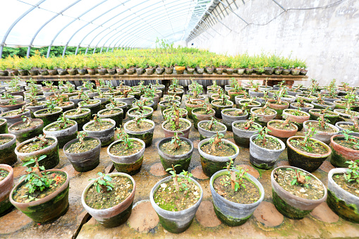 Flower Pots In Greenhouse