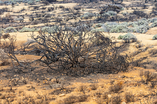 Canary Island Tenerife landmark, Teide's national park. After big fire in 2023.