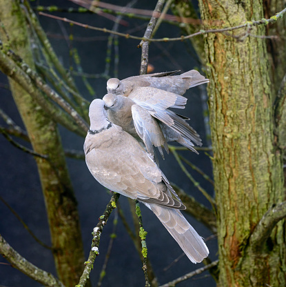 Closeup of a dove feeding its children