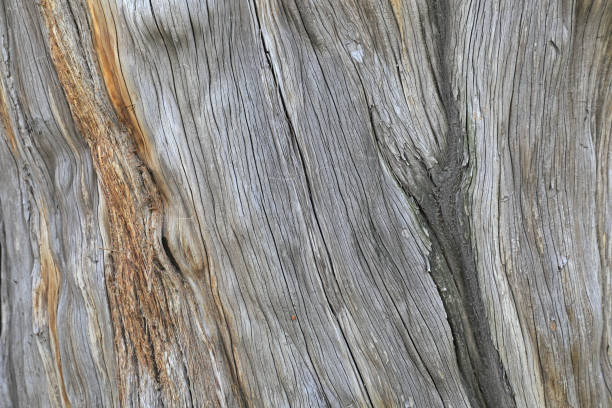 Close up of the old tree trunk Close up of the old tree trunk platycladus orientalis stock pictures, royalty-free photos & images
